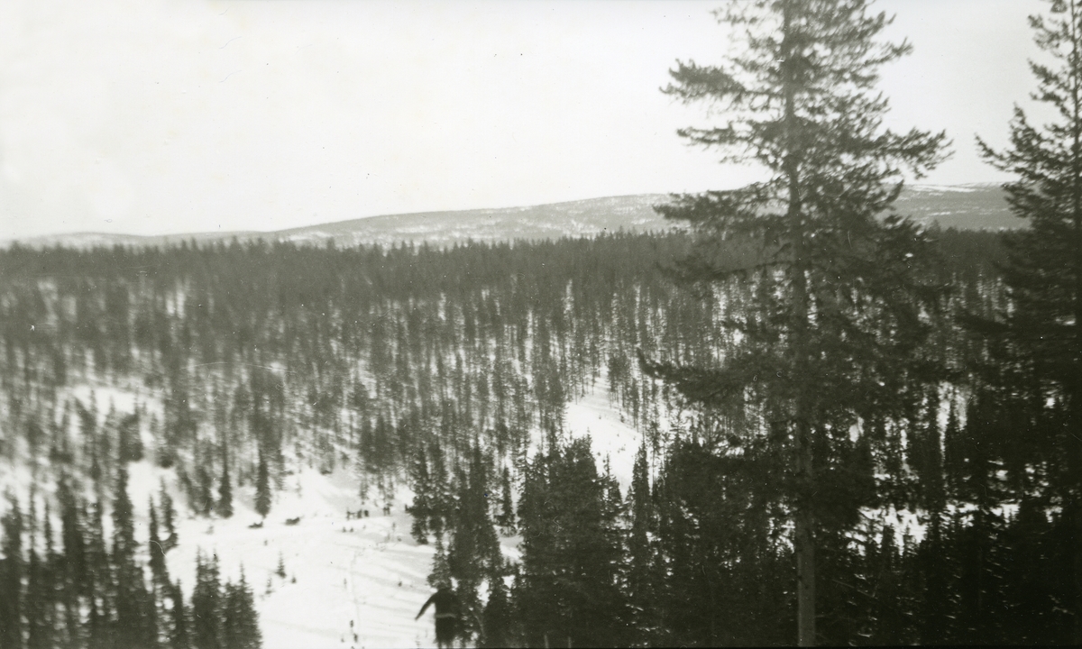 Skog ved Galåsen, fjell i det fjerne.