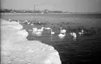 Sjöfåglar. Svanor med massor av andra fåglar vid stranden, vackert fotografi.