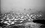 Sjöfåglar. Svanor med massor av andra fåglar vid stranden, vackert fotografi.