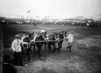 Lantbruksmöte 1931. Visning av hästar medmera. Hästar Möllerup.