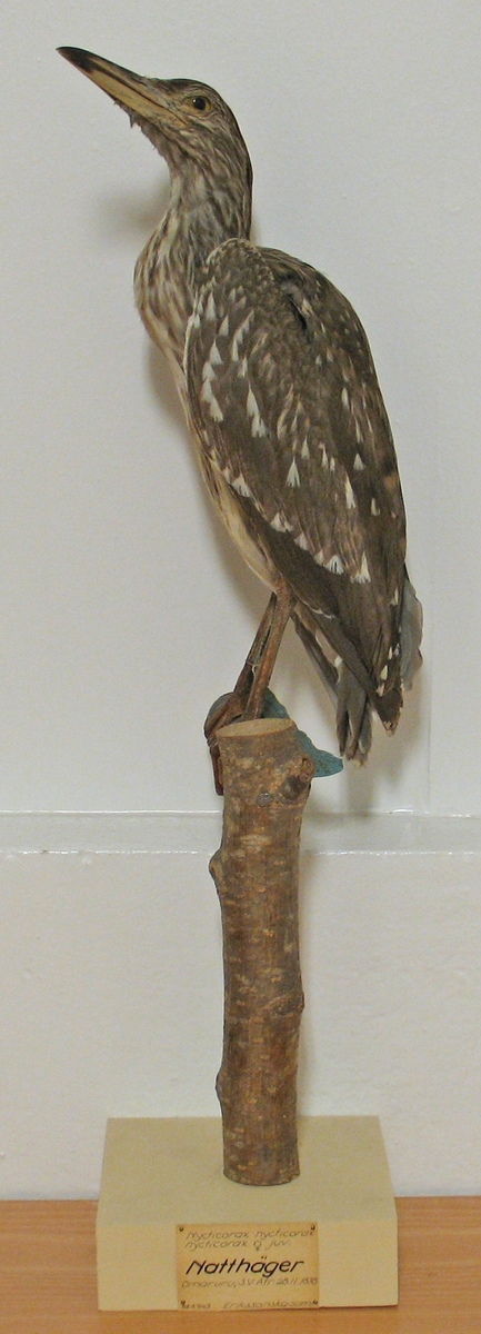 Fågel monterad på pinne.
Juvenil. Hona.

Nycticorax n. nycticorax (Linnaeus) 1758, natthäger
C. F. Lundevall (1987) - Nycticorax n. nycticorax (Linnaeus) 1758, natthäger
G. Rudebeck (1955) - Nycticorax nycticorax, hona, juv. Natthäger. Omaruru, Sydvästafrika, 28.11 1878.
A. W. Eriksson - Nycticorax  aegypticus, hona. Orange gult. Omaruru, 28/11 1878.
Litt. G. Rudebeck: South African Animal Life vol II, Stockholm, 1955.