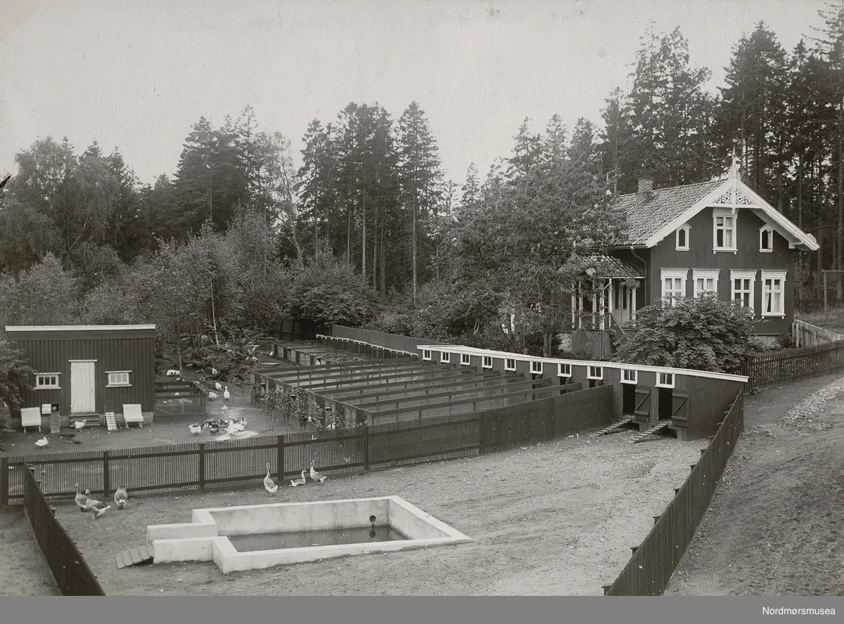 hønseri og andedam.
 Bilde fra Marie Knudtzon (1879-1966) sin fotosamling. Se bilde nr KMb-2010-011.0001 for mer biografi. Fra Nordmøre museum sin fotosamling.
