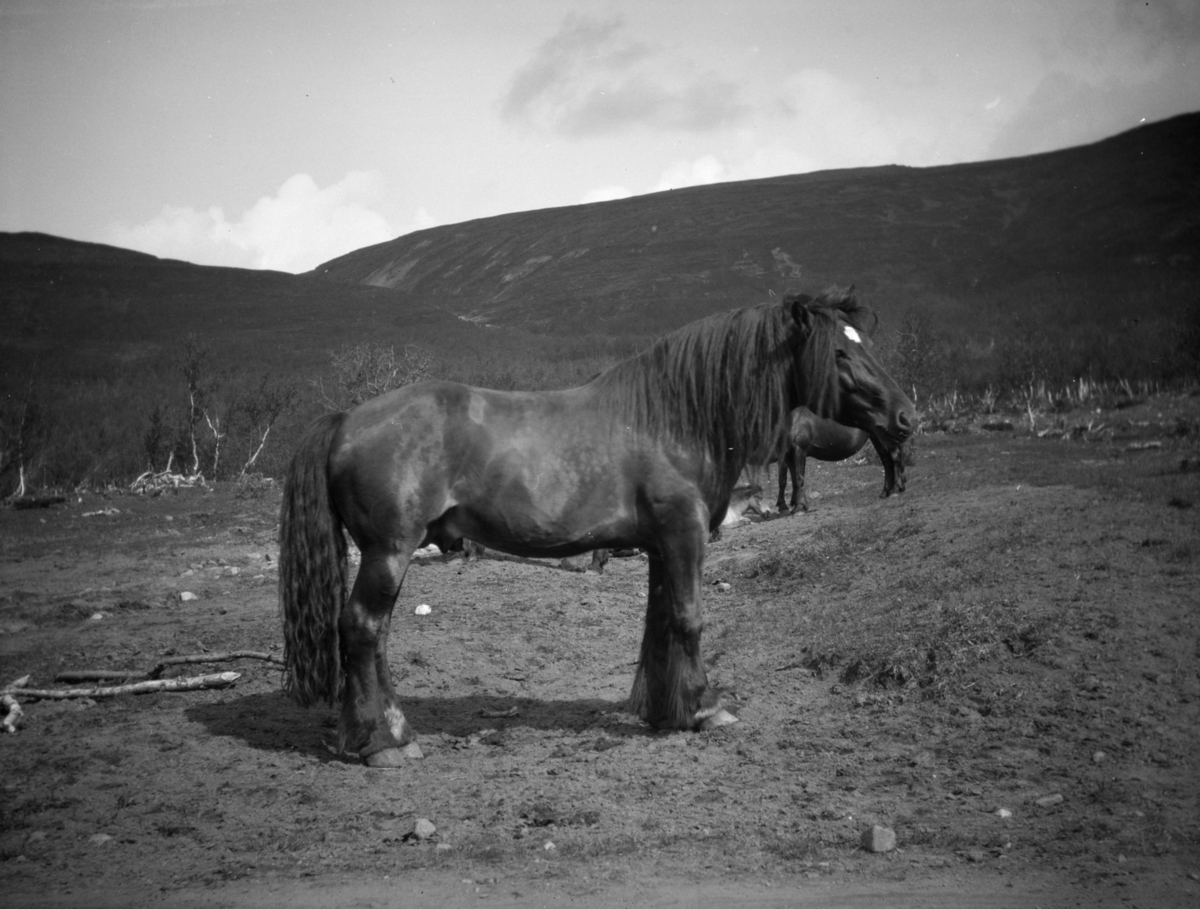 Sikkilsdale, hingst med hopper