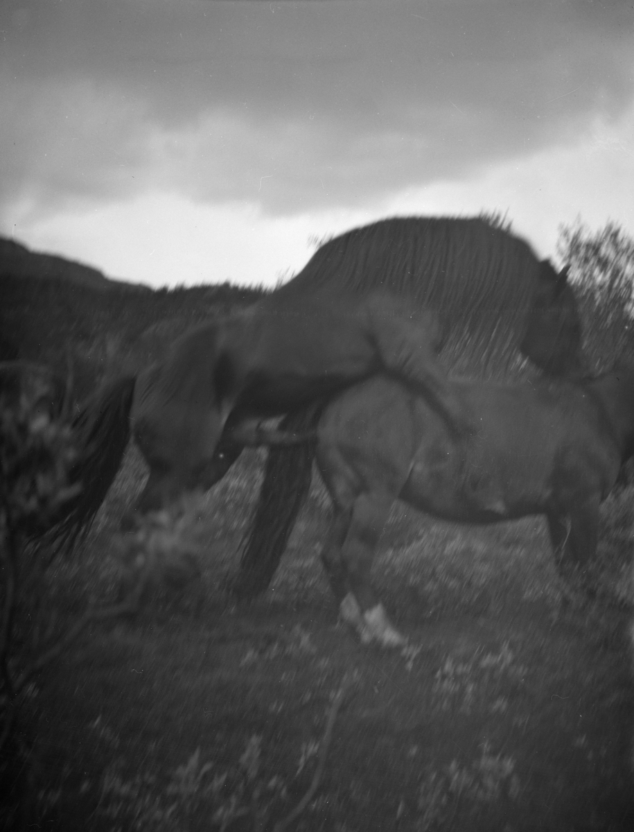 Sikkilsdalen, hingst og hoppe i parring