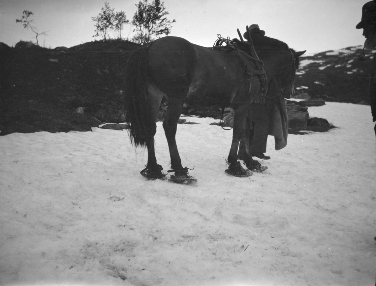 To mannfolk med en hest med truger, står på snøen i fjellet.