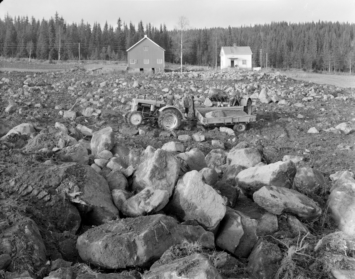 Norsk landbruks jubileumsutstilling 1959.  Småbruk i skogkanten. Pløying av jord og fjerning av stein.