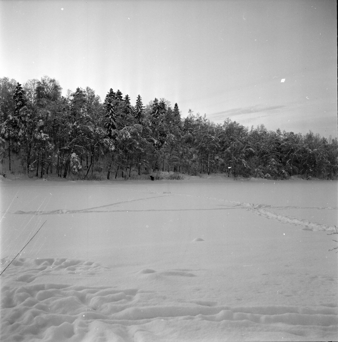 Bollnäs,
Älg på Tjärn,
Bilder från Höglundabron,
12 Januari 1967