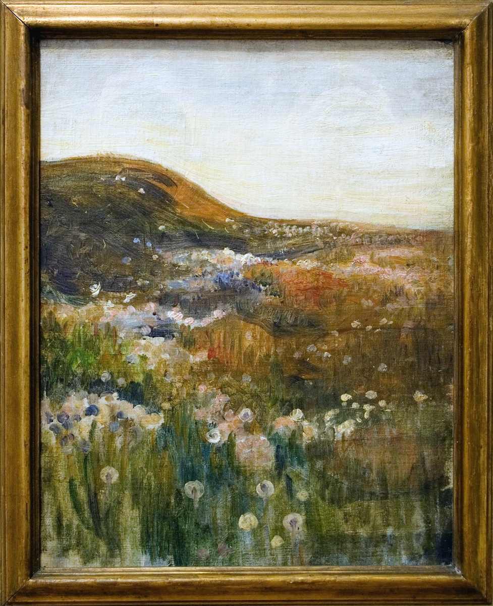 Landskapsbild med utblommade maskrosor "kavaljersparoller".