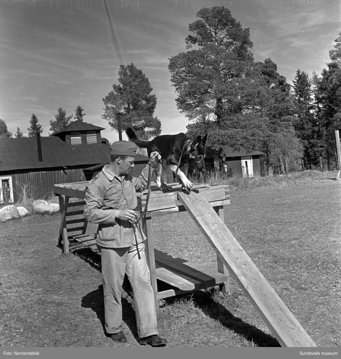 En grupp bilder från verksamheten på Arméns hundskola i Sollefteå.