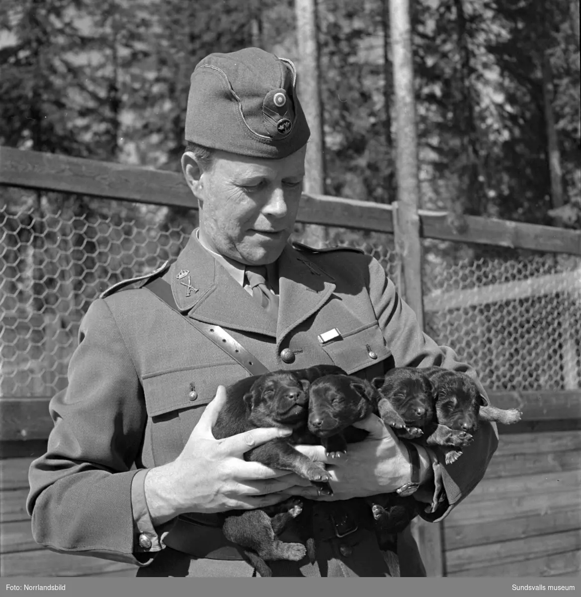 En grupp bilder från verksamheten på Arméns hundskola i Sollefteå.