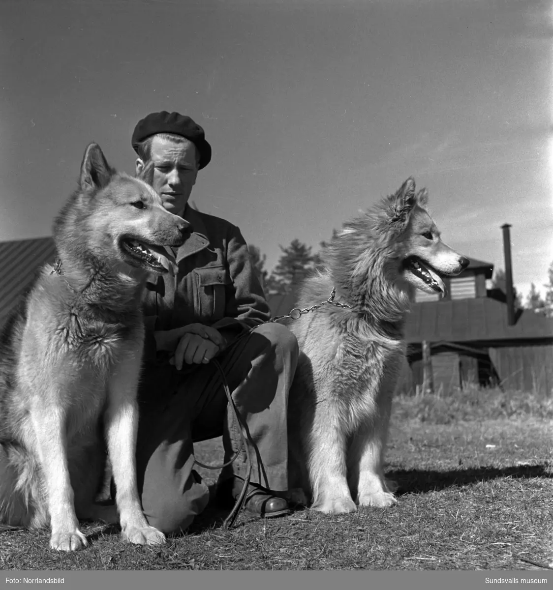 En grupp bilder från verksamheten på Arméns hundskola i Sollefteå.