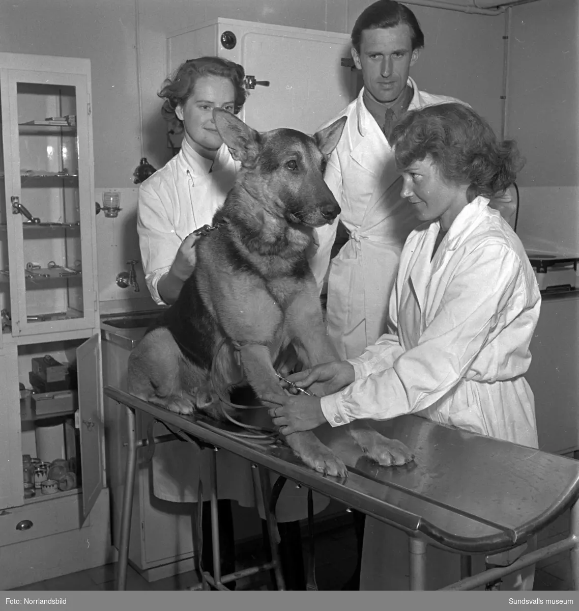 En grupp bilder från verksamheten på Arméns hundskola i Sollefteå.