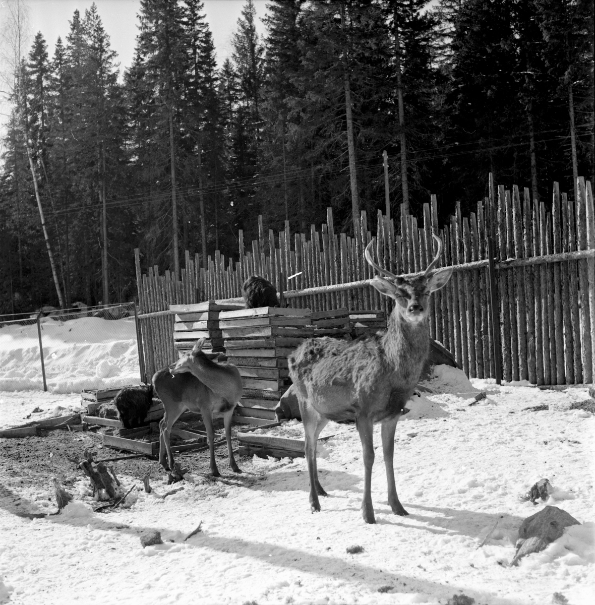 Edsbyn, Jössebo,
Ny koja bygges
26 aug 1965