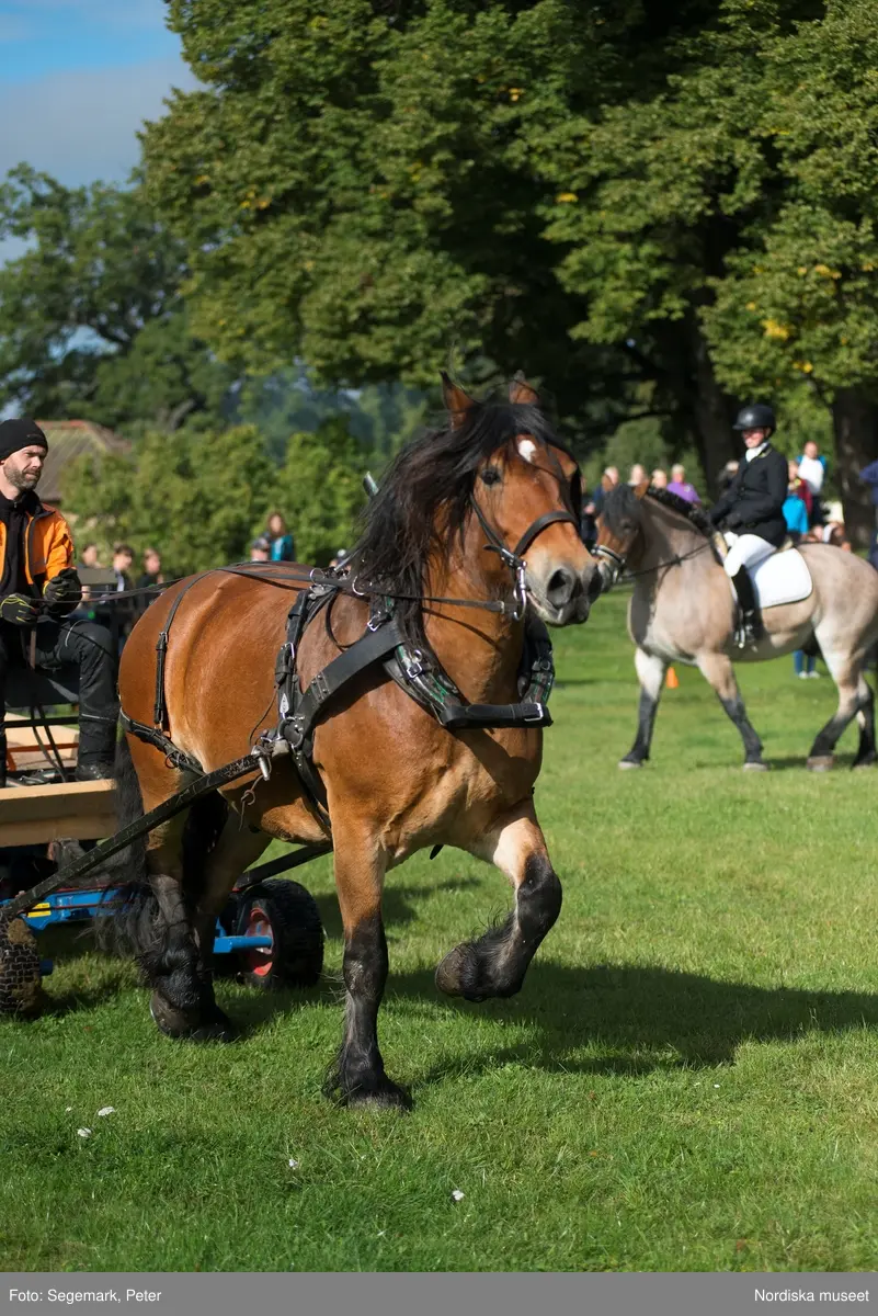 Hästfesten på Tyresö slott med konferencier Owe Sandström, Slottshästen. Hästar, ryttare och ekipage med vagn eller käpphäst tävlar och visar upp sig i parken bland åskådare som besöker evenemanget.