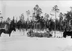 Signal, linjebyggnad efter hästdragen skidkälke, år 1922.