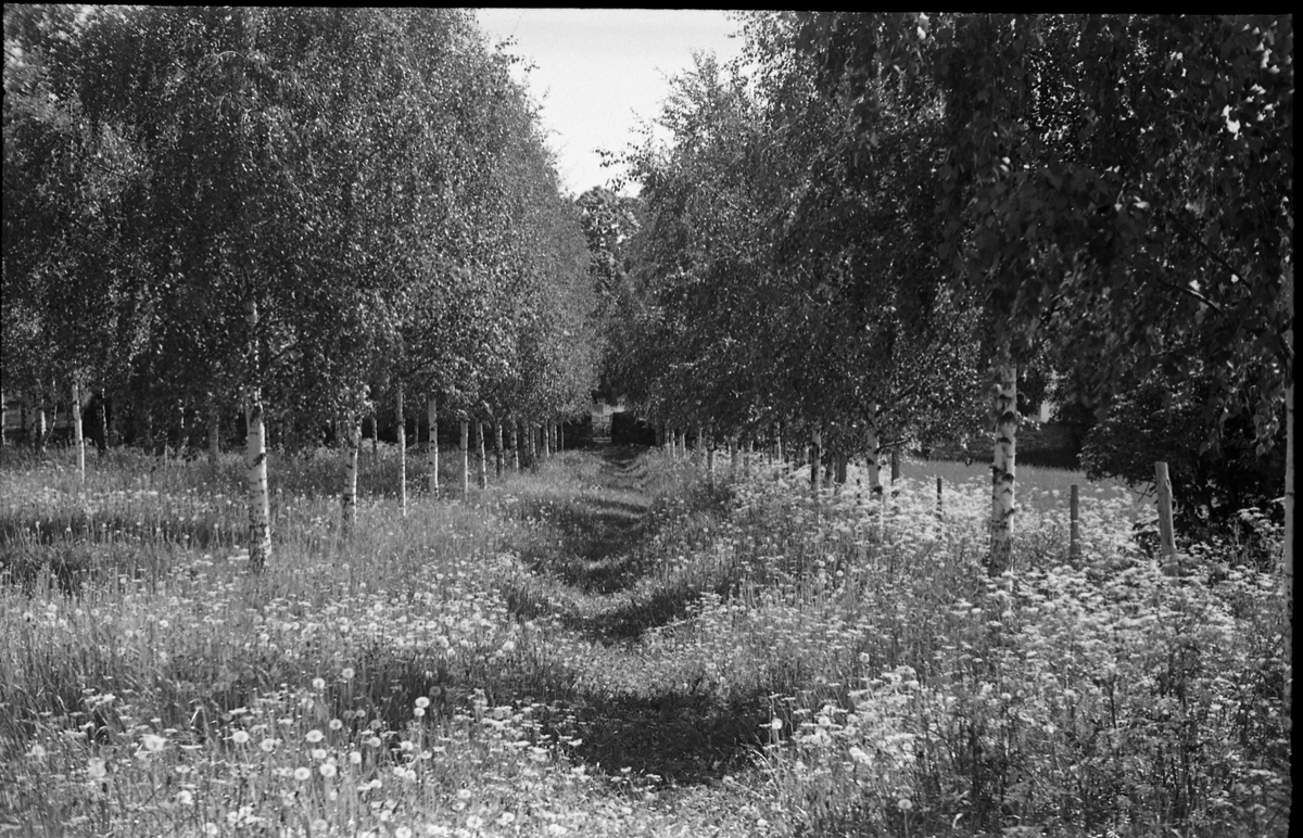 Fem bilder fra Hoff Kirkegård sommeren 1942.