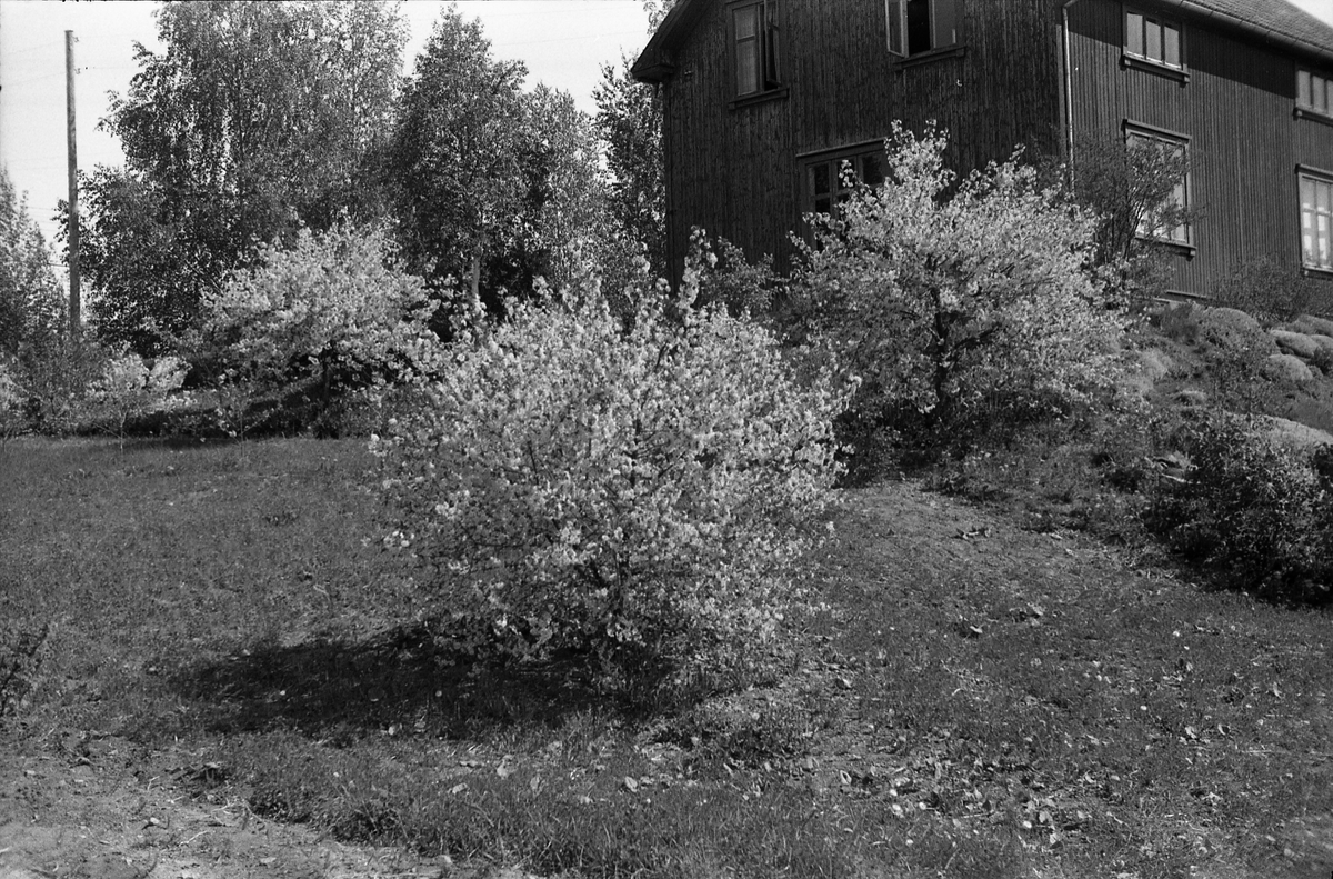 Fem bilder fra fotografens eiendom Odberg på Kraby, Østre Toten, våren 1946.