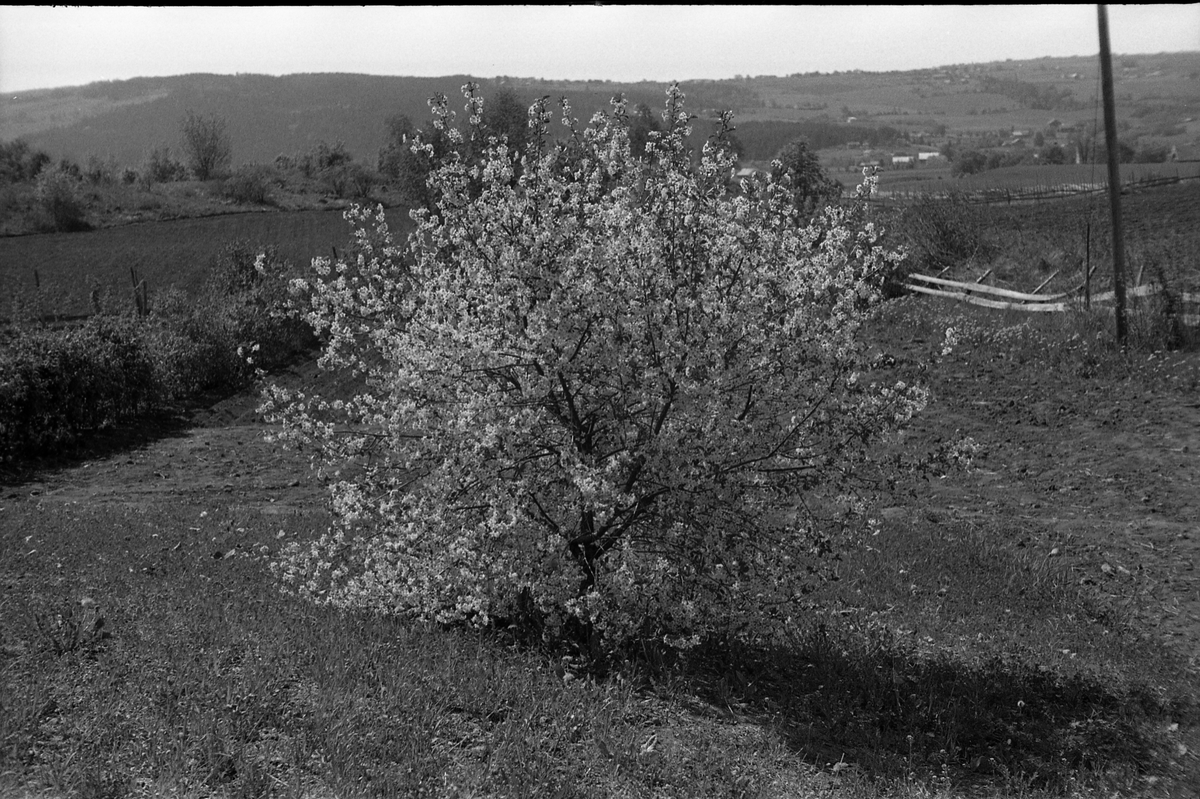 Fem bilder fra fotografens eiendom Odberg på Kraby, Østre Toten, våren 1946.