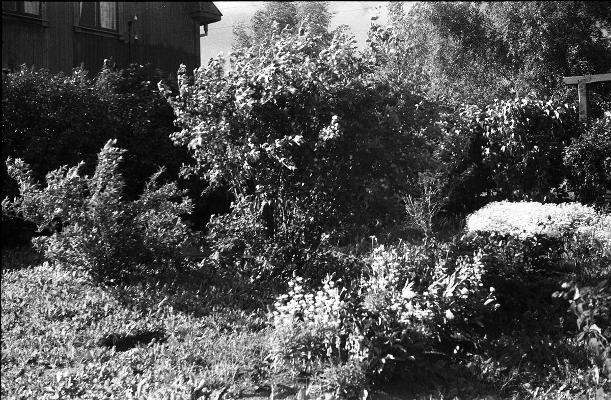 To bilder fra hagen hos fotografen, Odberg på Kraby, Ø.Toten.