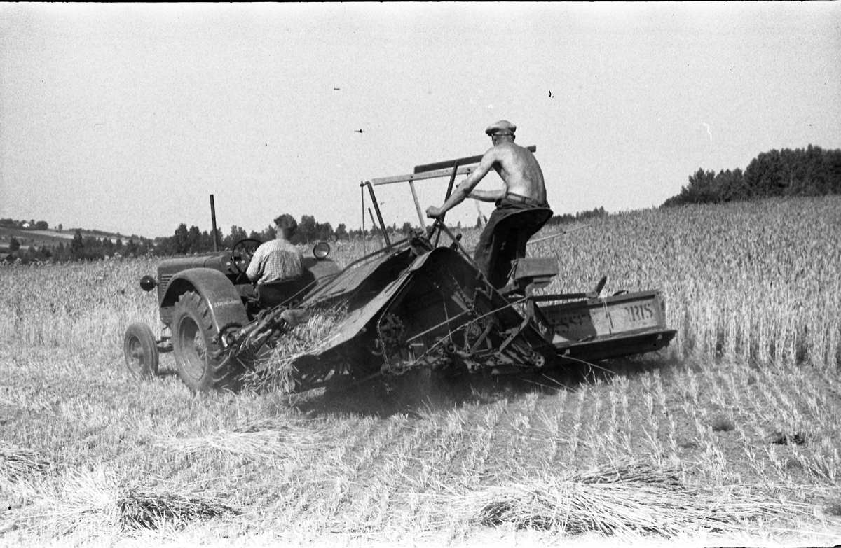 Skuronn, muligens på Hveem mellom i Østre Toten. Selvbinder trukket av traktor.