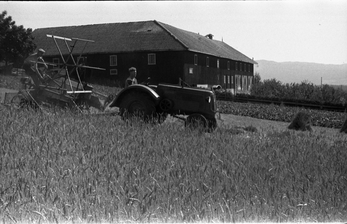 Skuronn, muligens på Hveem mellom i Østre Toten. Selvbinder trukket av traktor.