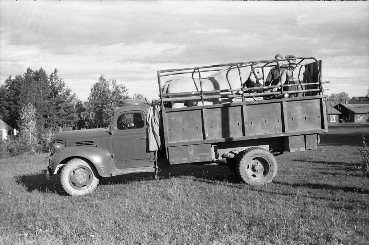Transport av hest med lastebil ved Hærens Hesteskole på Starum, september/oktober 1948. Serie på 17 bilder. På bilde nr. 4 står fra venstre: Kaptein Sverre Norli, trolig major Bjart Ording (plasskomandant), og sersjant Ottar Markeng.
Iflg. informant ble bilder av denne typen brukt til å lage instruksjonshefter/lærebøker til bruk for Hærens hestetjeneste. Se også TMF-4838 og TMF-4864.