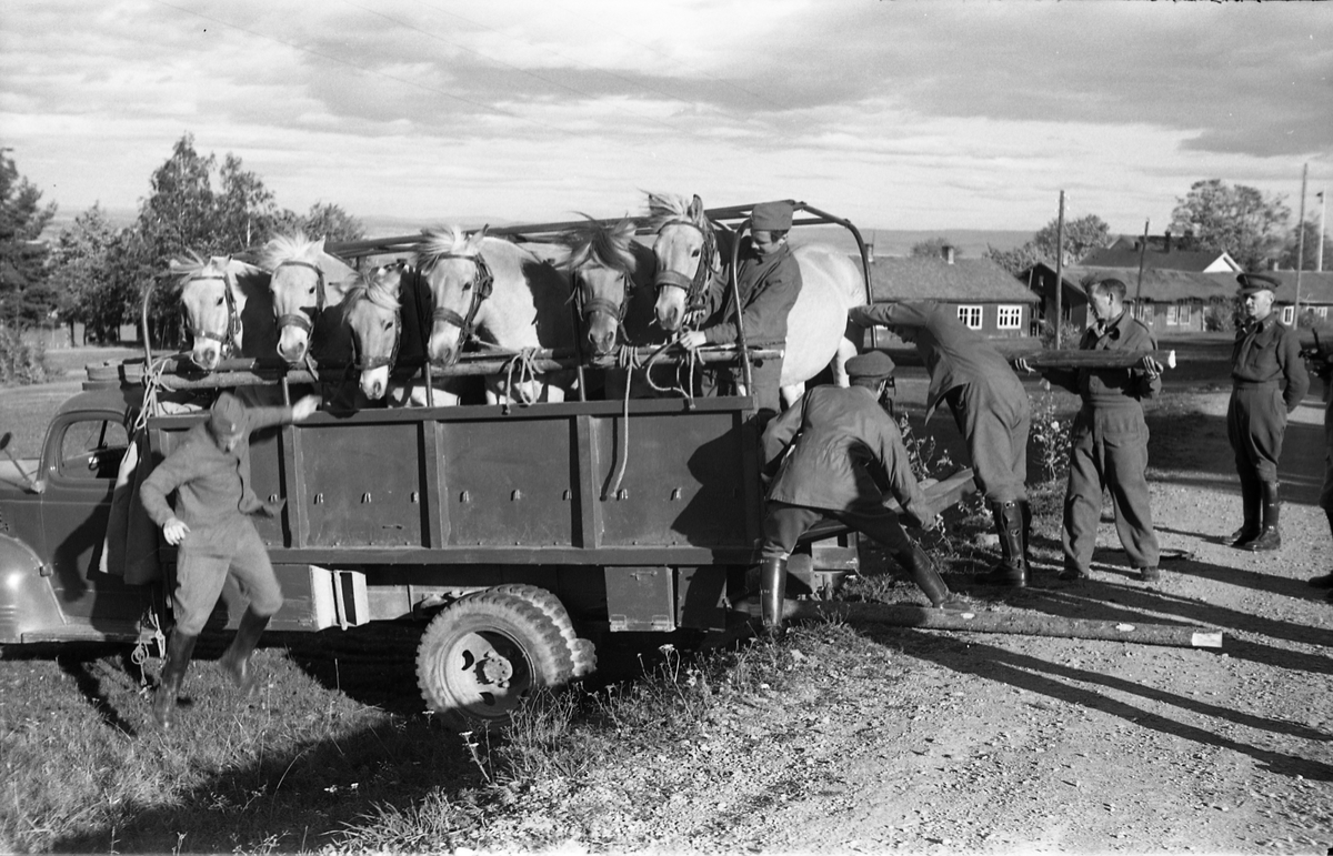 Transport av hest med lastebil ved Hærens Hesteskole på Starum, september/oktober 1948. Serie på 17 bilder. På bilde nr. 4 står fra venstre: Kaptein Sverre Norli, trolig major Bjart Ording (plasskomandant), og sersjant Ottar Markeng.
Iflg. informant ble bilder av denne typen brukt til å lage instruksjonshefter/lærebøker til bruk for Hærens hestetjeneste. Se også TMF-4838 og TMF-4864.