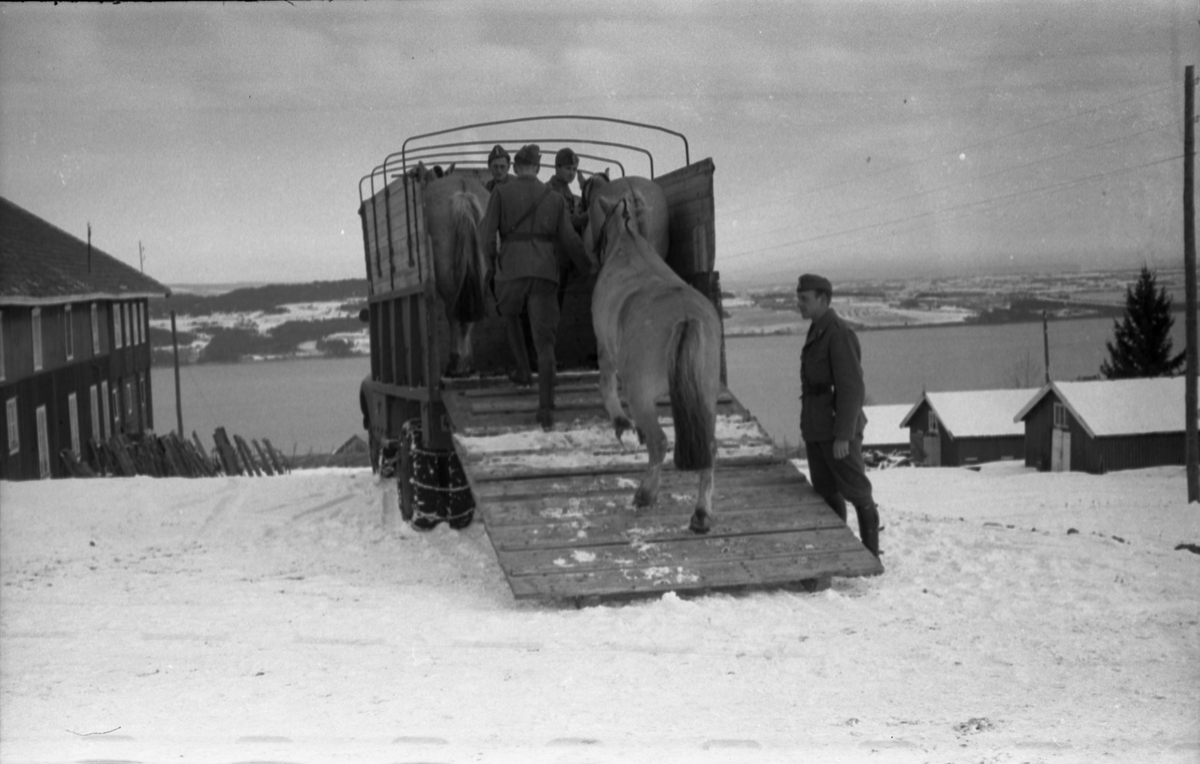 Hestetransport med lastebil ved Hærens Hesteskole på Starum oktober 1948. Serie på 18 bilder.
Iflg. informant ble bilder av denne typen brukt til å lage instruksjonshefter/lærebøker til bruk for Hærens hestetjeneste. Se også TMF-4844 og TMF-4864.