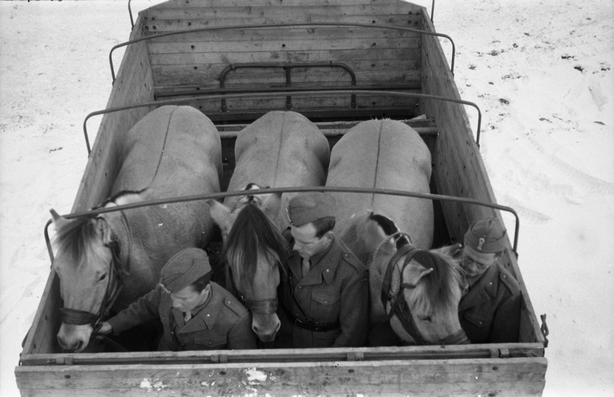 Hestetransport med lastebil ved Hærens Hesteskole på Starum oktober 1948. Serie på 18 bilder.
Iflg. informant ble bilder av denne typen brukt til å lage instruksjonshefter/lærebøker til bruk for Hærens hestetjeneste. Se også TMF-4844 og TMF-4864.