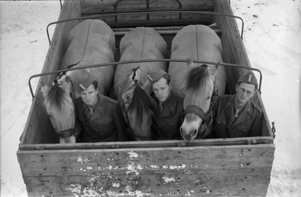 Hestetransport med lastebil ved Hærens Hesteskole på Starum oktober 1948. Serie på 18 bilder.
Iflg. informant ble bilder av denne typen brukt til å lage instruksjonshefter/lærebøker til bruk for Hærens hestetjeneste. Se også TMF-4844 og TMF-4864.