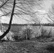 Isformationer vid Vätterns strand utmed Strandvägen, Karlsborg, mars 1961. Endast neg finns.