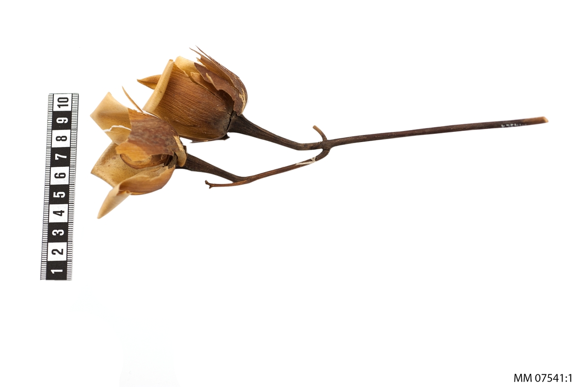 Rosor i ljusgult och brunt (wood-rose).