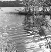 Besök vid Fagertärn och de röda näckrosorna, 1962. Foto: Sten Berndtson, Ateljé Byqvist, Karlsborg. Endast neg finns.