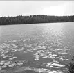 Besök vid Fagertärn och de röda näckrosorna, 1962. Foto: Sten Berndtson, Ateljé Byqvist, Karlsborg. Endast neg finns.