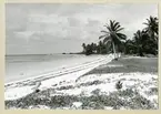 Bilden föreställer en sandstrand på Kokosöarna. Längs med stranden växer palmträd mot en något molnig himmel. Bilden är tagen under minfartyget Älvsnabbens långresa 1966-1967.