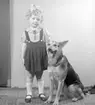 Flickan, Birgitta Petter (Åslin), med schäferhund, april 1939