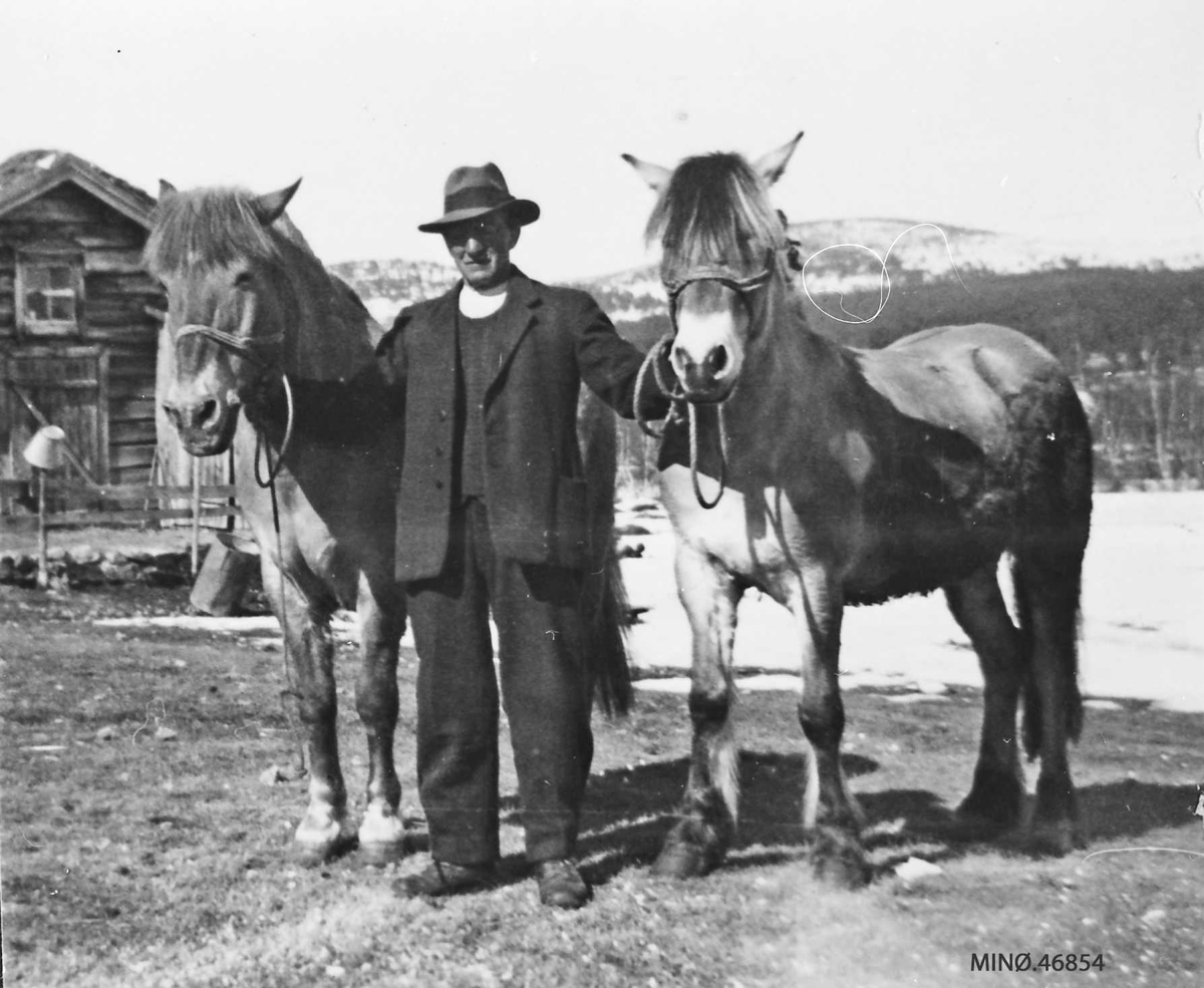 Johan Randen med to hester. "Kvass" til v. (tyskerhest) og "Blakken" til h. 