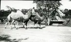 Kameler, på väg till cirkus på 