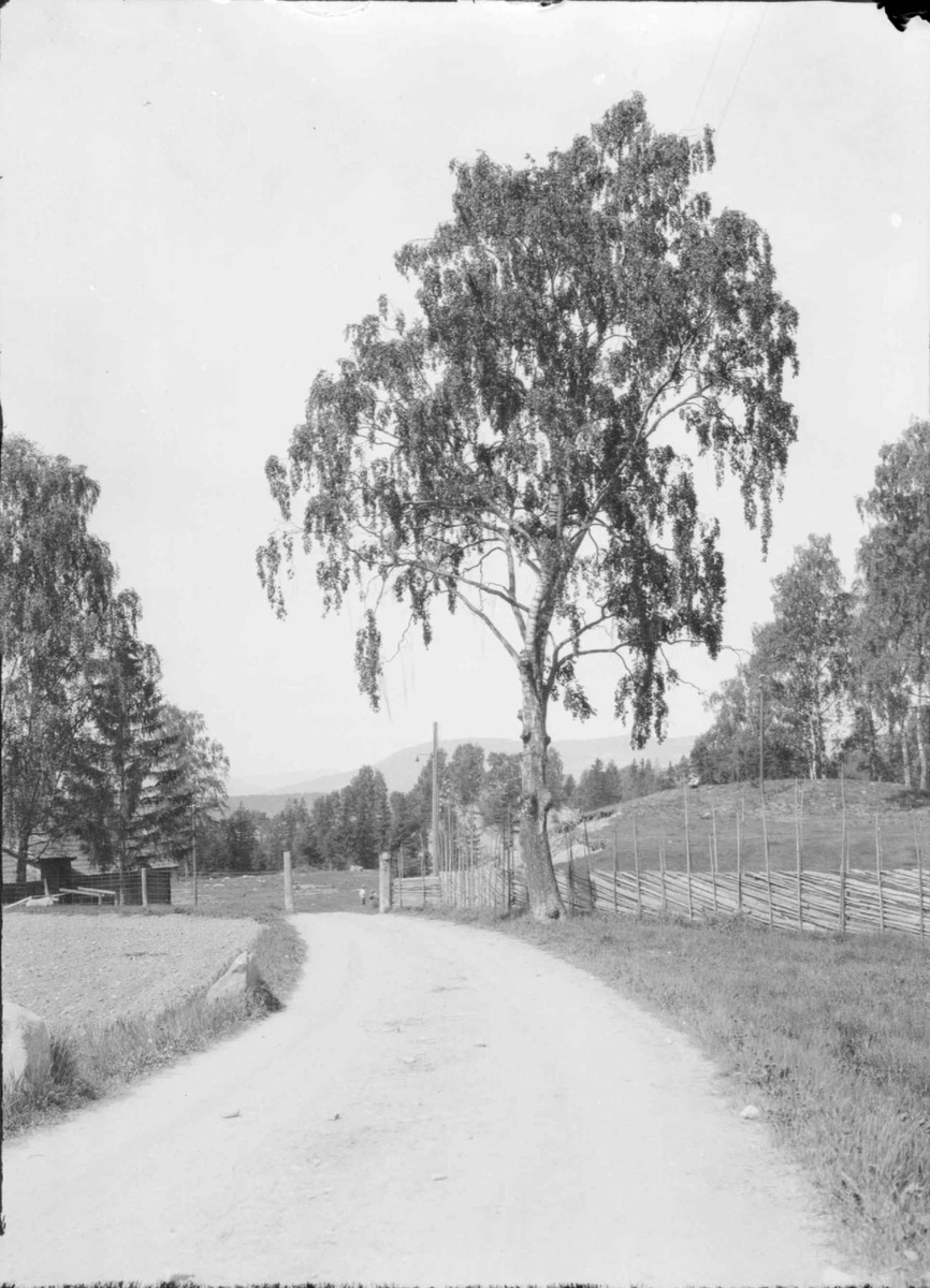 Bjørka på Sorgendalsjordet.