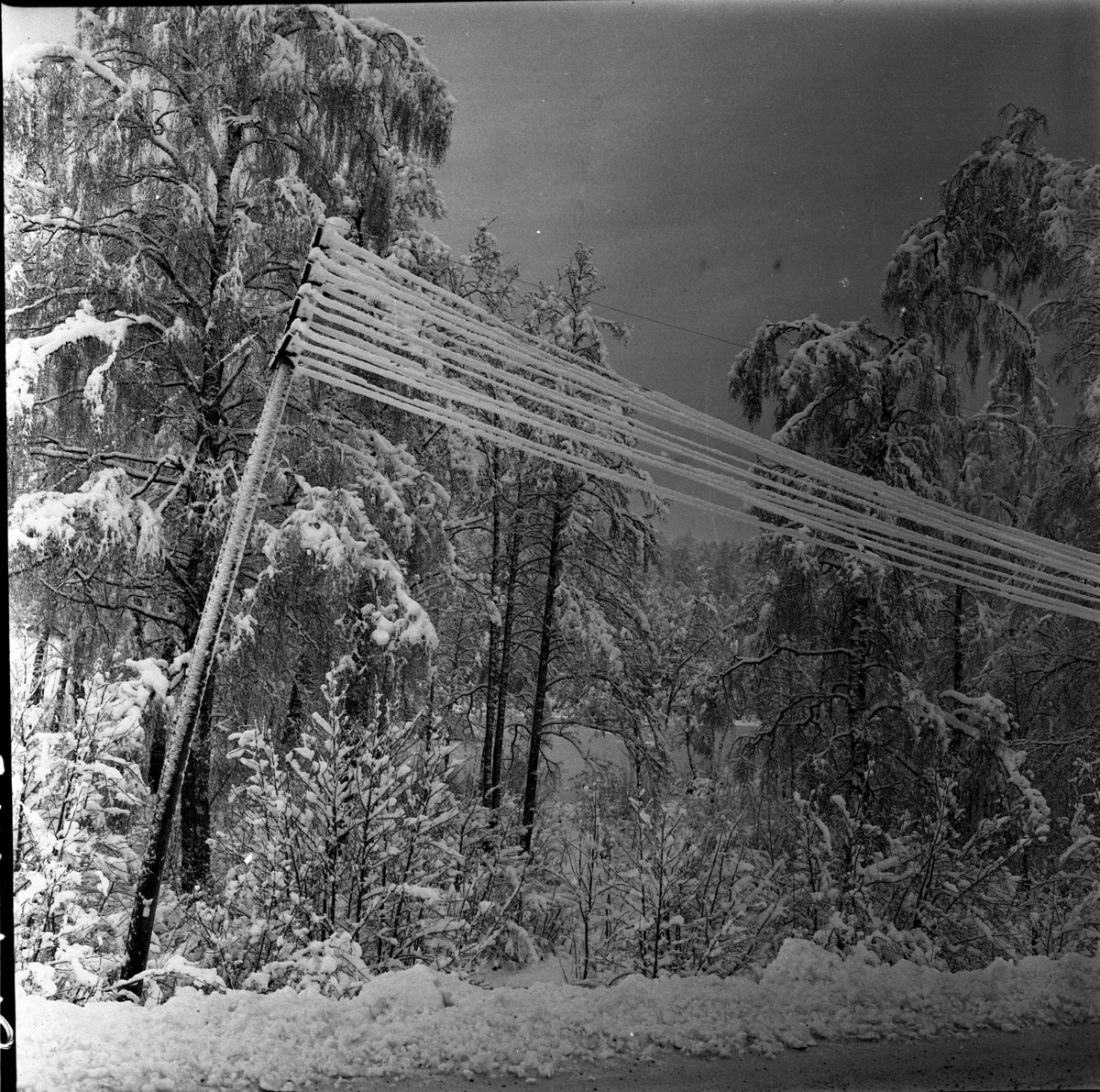 Foto i samband med "elkaos" i Grännatrakten, november 1963. Snö - och istyngda teleledningar.