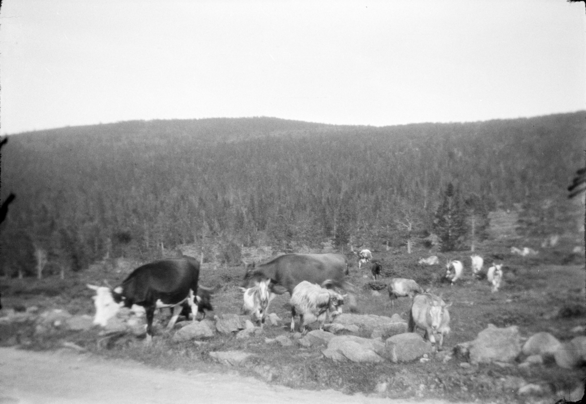 Husdyr i fjellet.