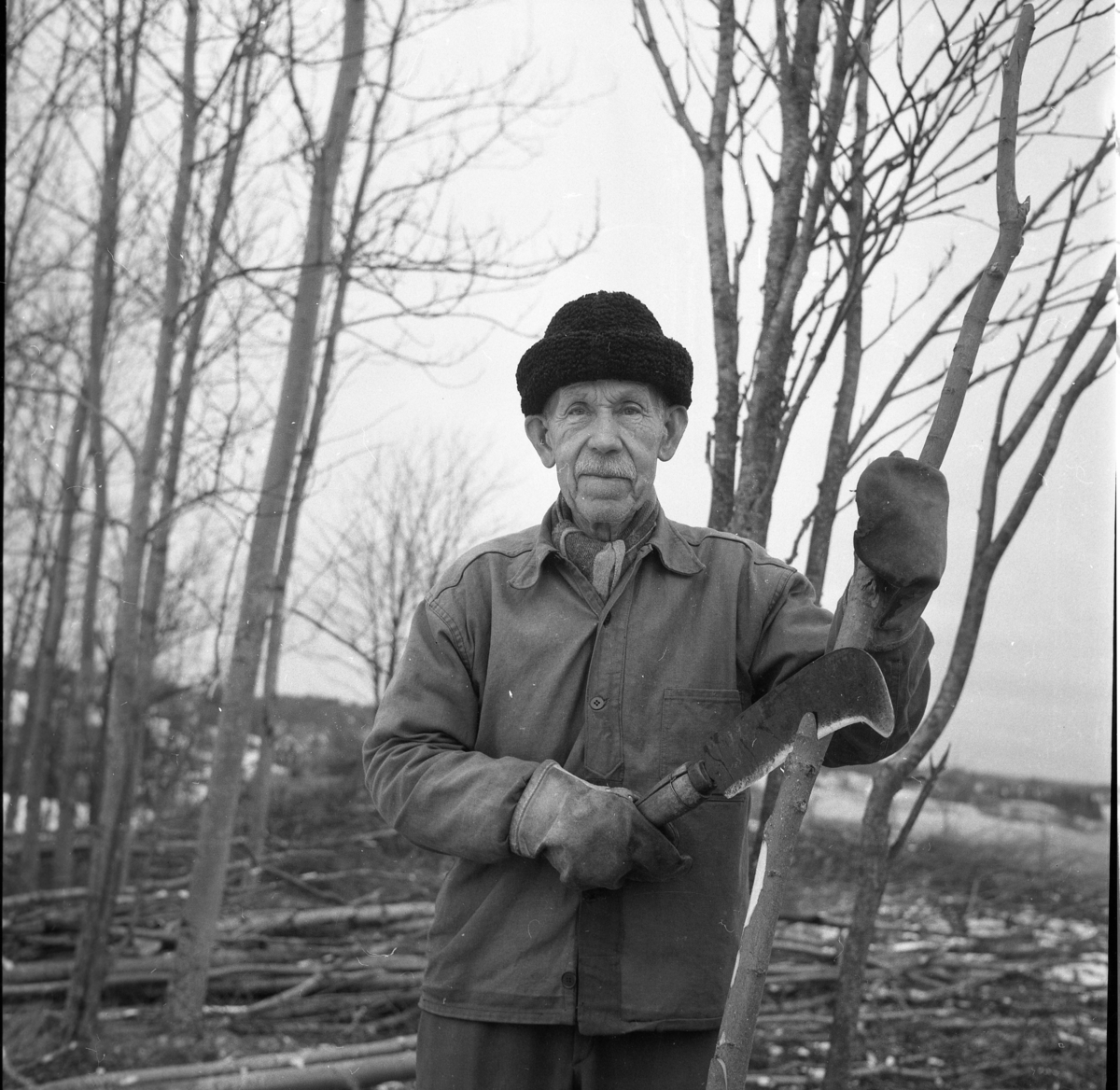 Johan August Svensson i Brötjemark, 80 år 1964, röjer sly med buskhack.