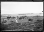 Motiv från Bohuslän ur bildsamlingen efter fotograf Carl Alfred Träff.