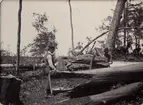 Furutimmer och bark (för garferier/garverier). (Michigan). Ur album Fotografier från amerikanska Träkolshyttor 1905/1906.