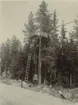 Män i arbete.
Ur album Kabelarbetet Hjälmsälra - Norrtälje - Finnviken utfört under sommaren 1928.