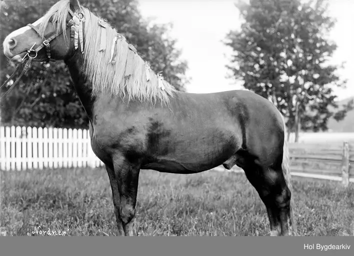 Hest, premiehingst, premiesløyfe, husdyr