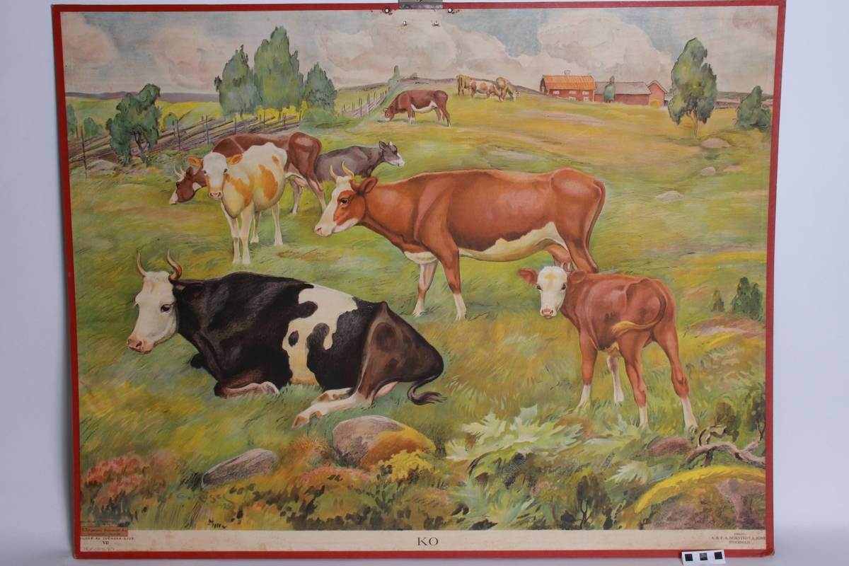 Foran hester. Bak kyr.