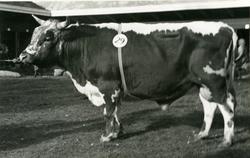 Tre ulike motiv av oksen Hofmann, eigar Sveinung P. Skoe.