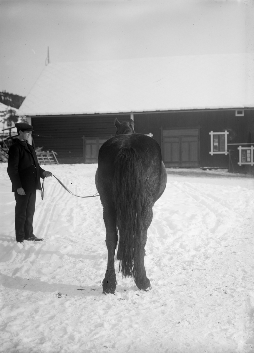 Jon Harildstads hoppe bagfra, 12.03.1914, mann med hest
