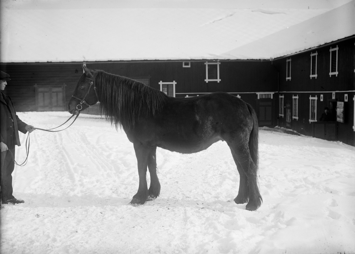 Draga, mars 1914, Jon Harildstads hest, mann og hest, utstilling